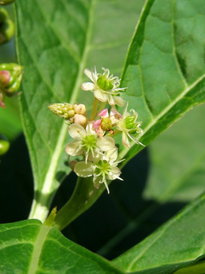 20130930Phytolacca_acinosa1
