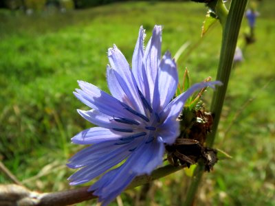20131010Cichorium_intybus