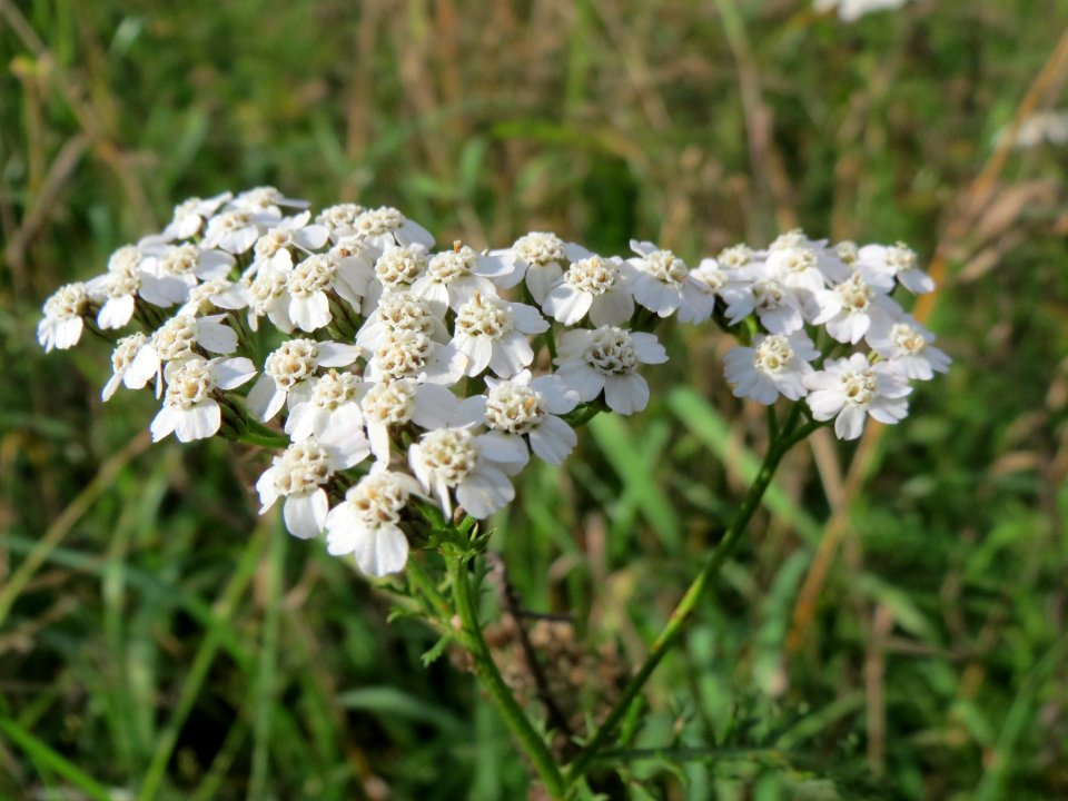 20131010Achillea_millefolium2