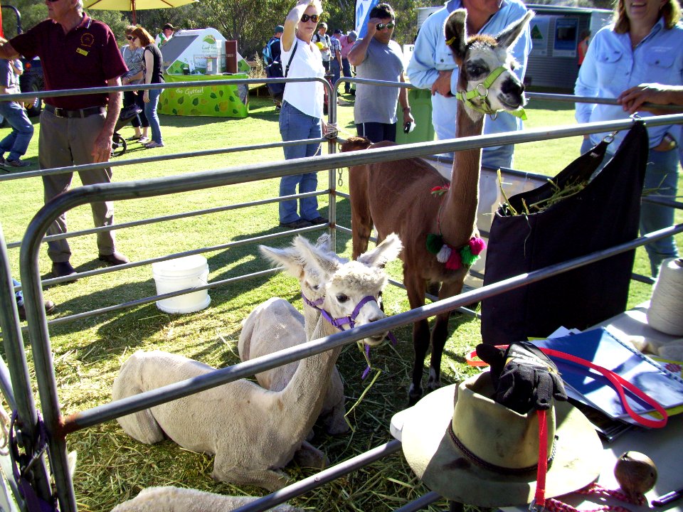 2014_Toodyay_Agricultural_Show_E37_(28)