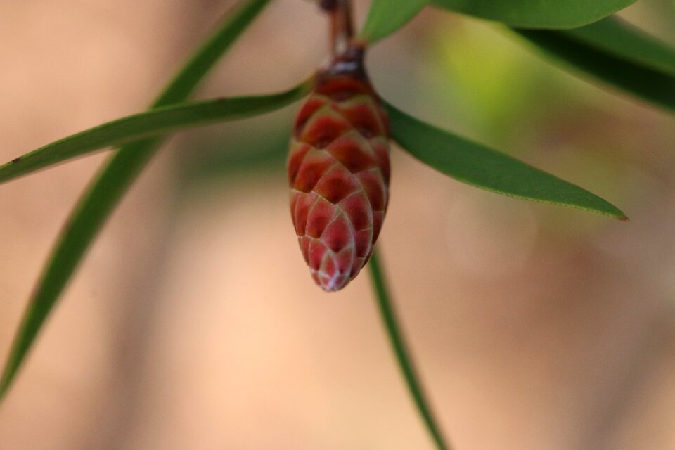 Plant flowers beautiful