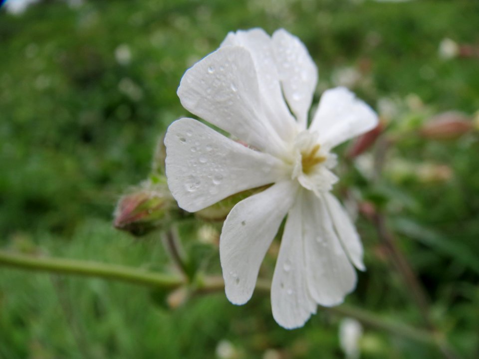 20131012Silene_latifolia1