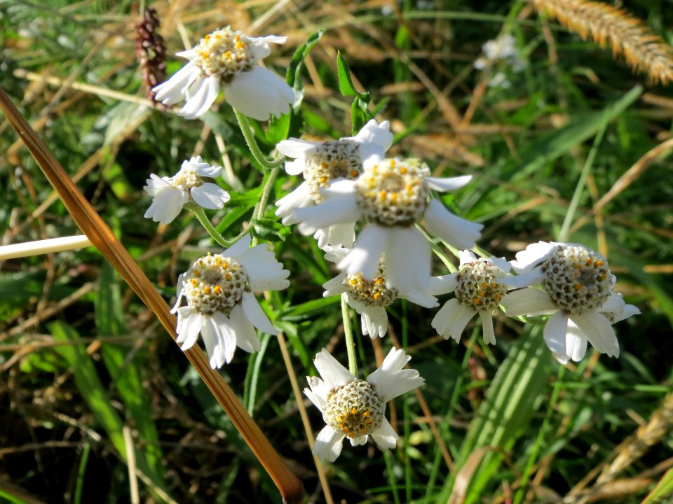 20131013Achillea_ptarmica1