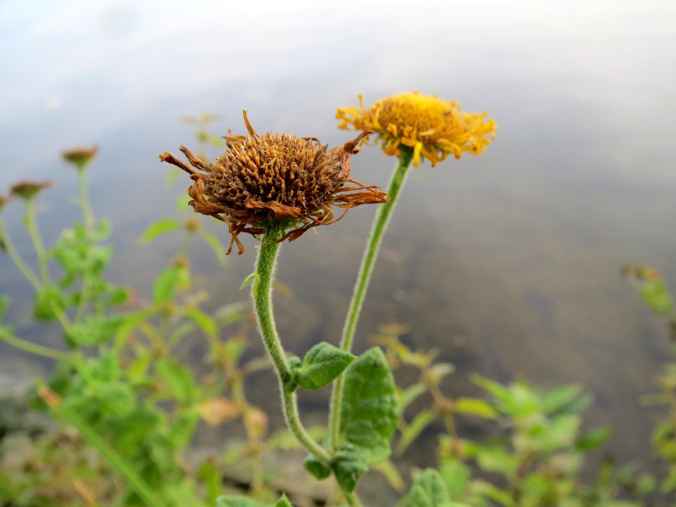 20131003Inula_britannica2