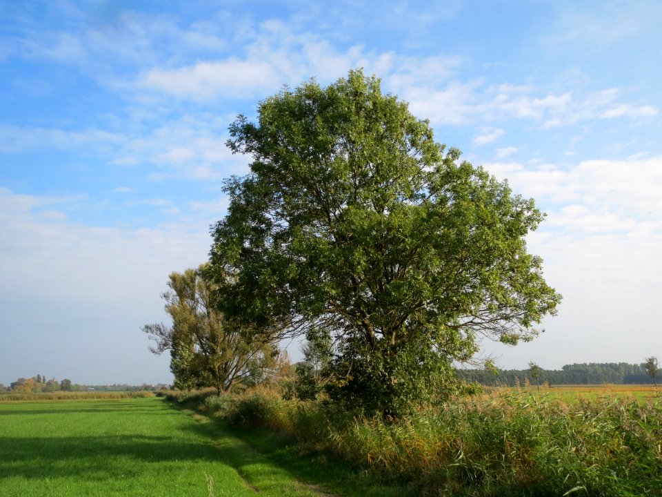 20131009Fraxinus_excelsior
