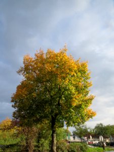 20131010Tilia_cordata3 photo