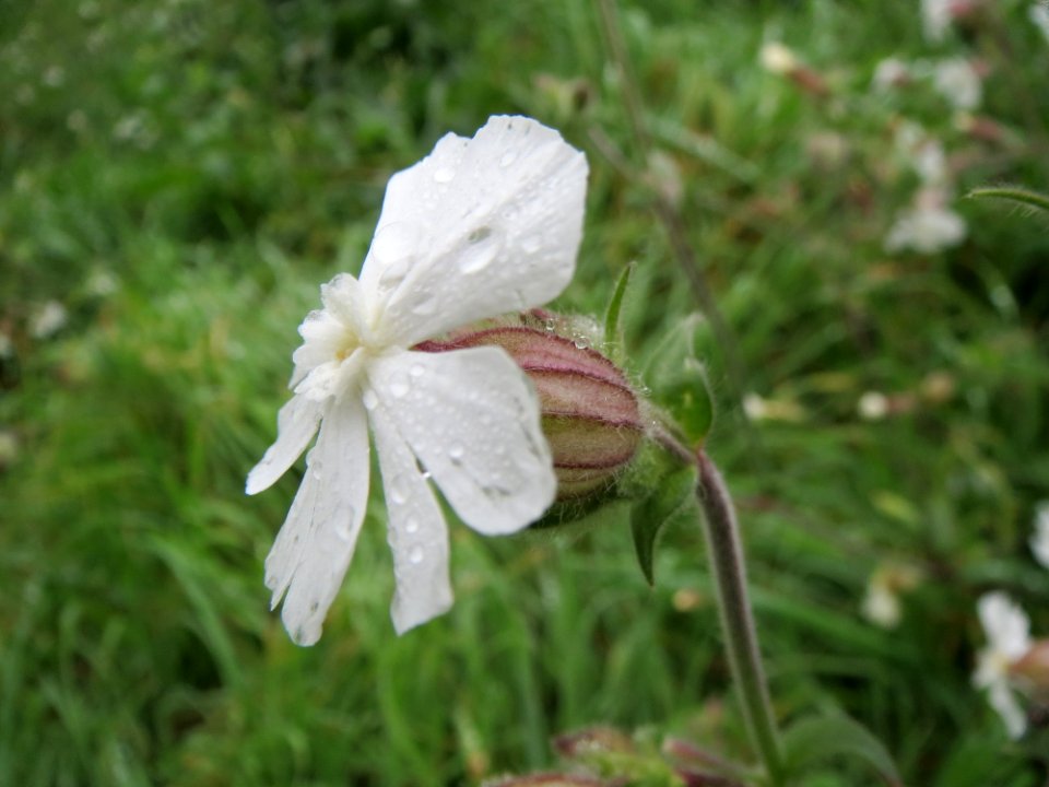 20131012Silene_latifolia2
