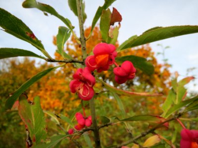20131018Pfaffenhuetchen5