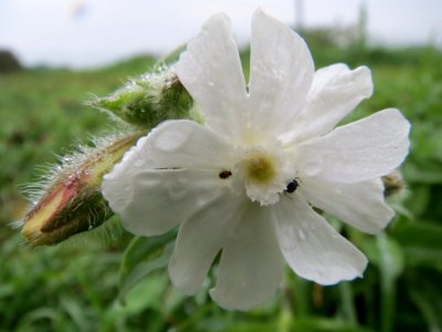 20131012Silene_latifolia5