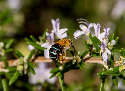 Insect striped honey
