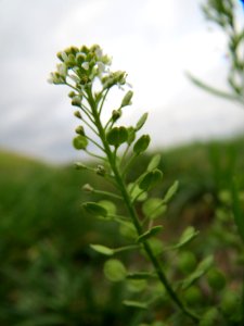 20131017Lepidium_virginicum1