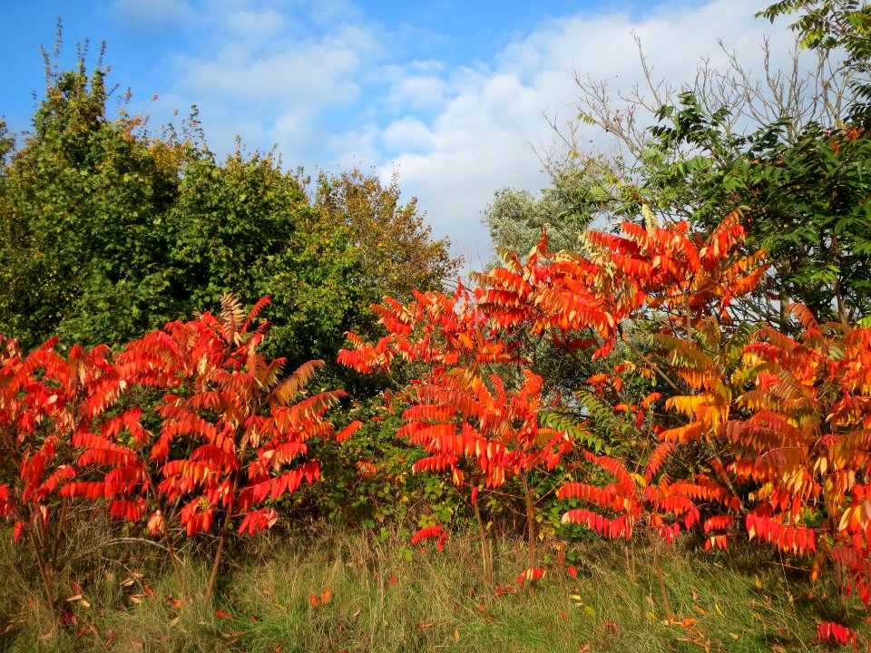 20131017Essigbaum_Hockenheim