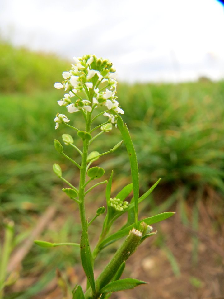 20131017Lepidium_virginicum2