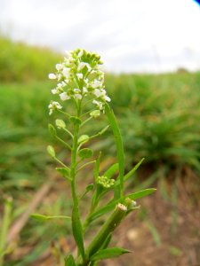 20131017Lepidium_virginicum2