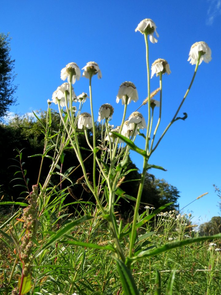 20131013Achillea_ptarmica5