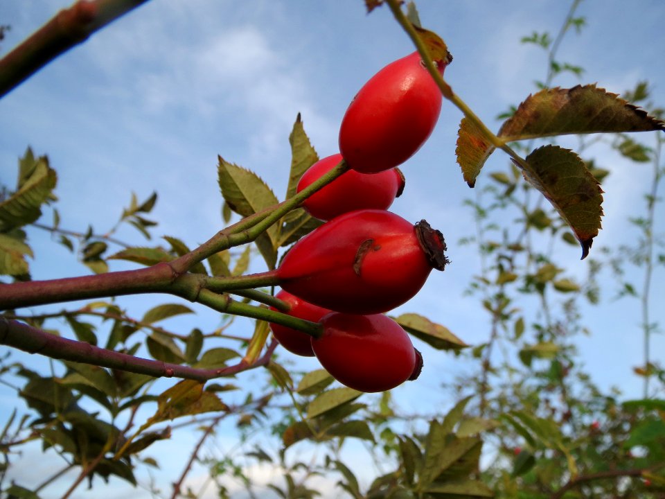 20131018Rosa_canina2