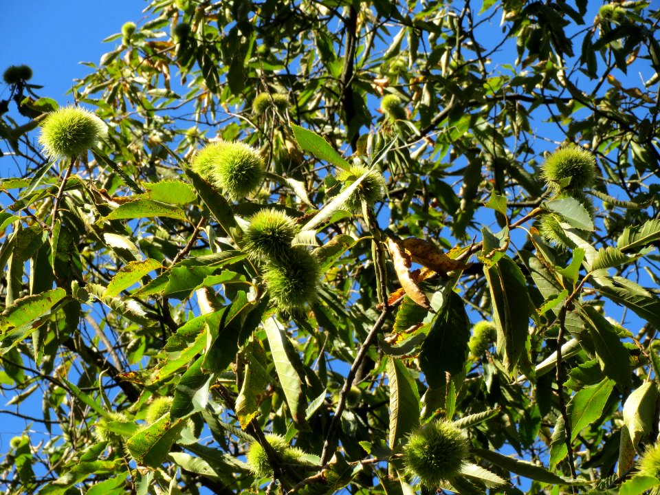 20130905Castanea_sativa2