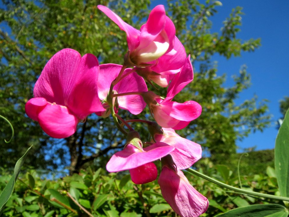 20130903Lathyrus_latifolius1