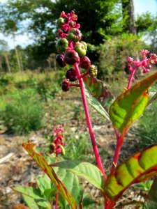 20130906Phytolacca_americana3