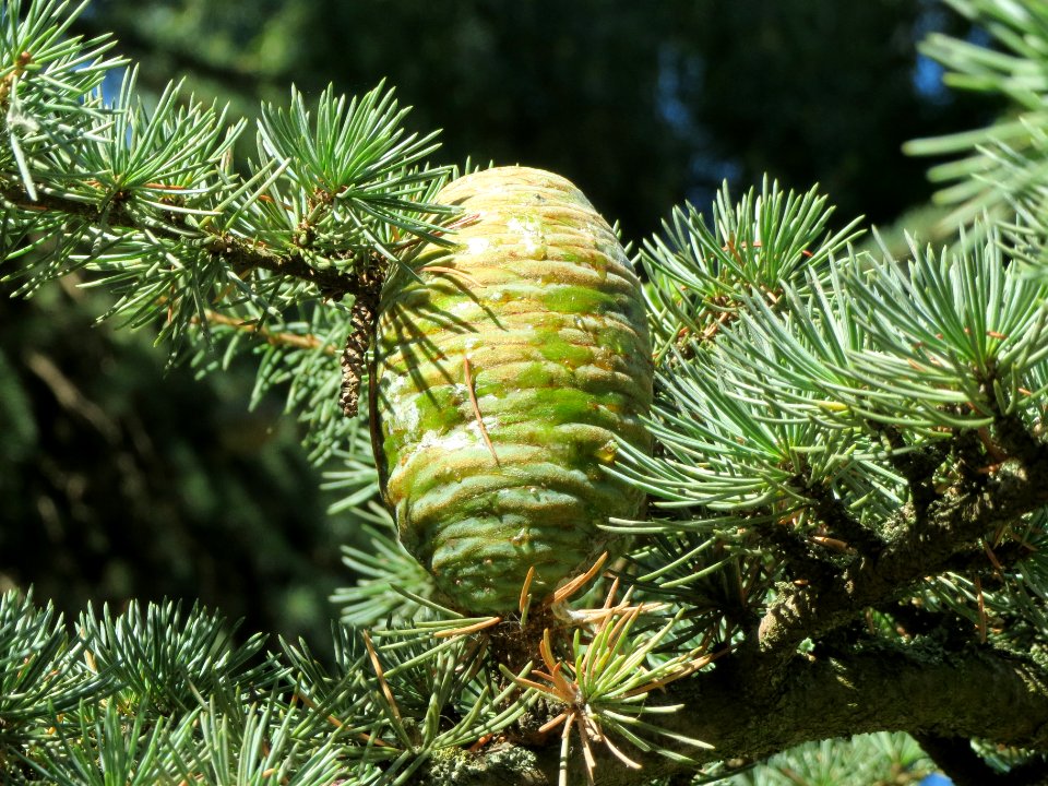 20130903Cedrus_deodara2