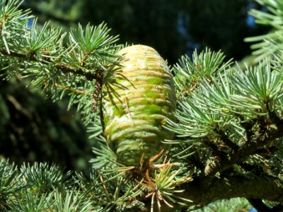 20130903Cedrus_deodara2