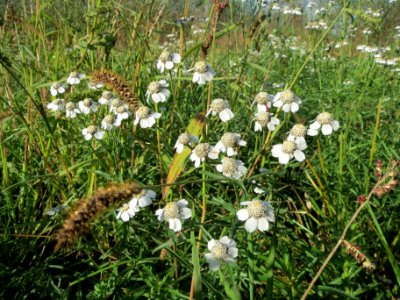 20131013Achillea_ptarmica6