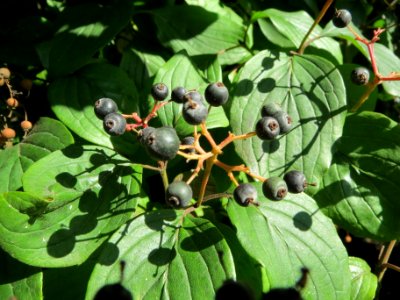 20130903Cornus_sanguinea