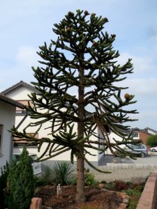 20130907Araucaria_araucana1