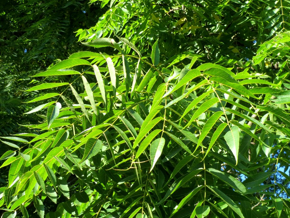 20130903Juglans_nigra8