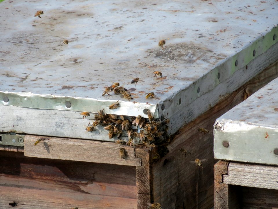 20130907Bienenstock_Hockenheim2