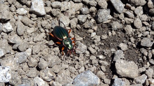 Insect animal stones