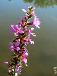 20130903Lythrum_salicaria