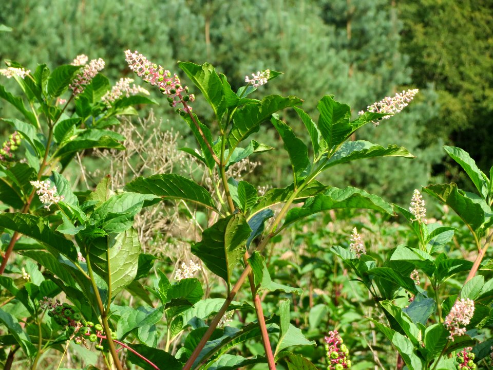 20130906Phytolacca_americana6