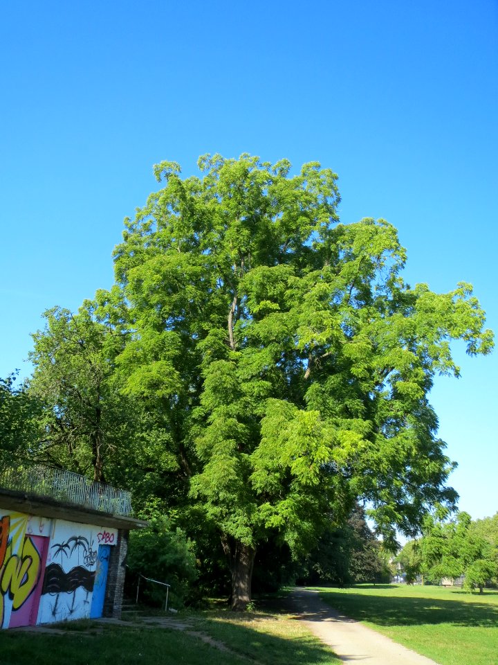 20130903Juglans_nigra2