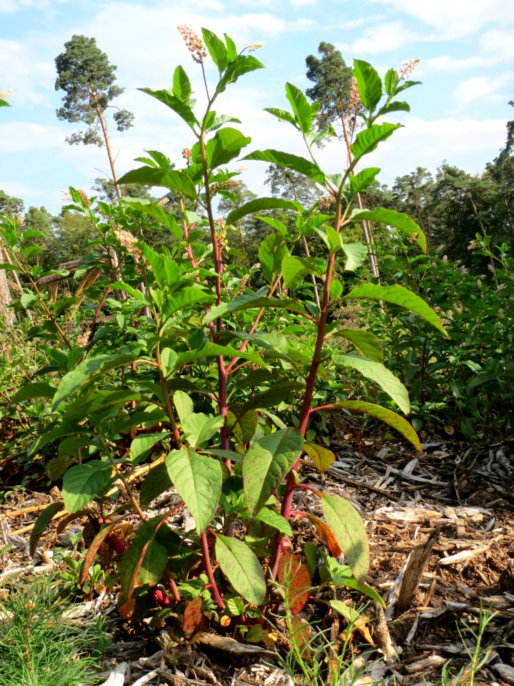 20130906Phytolacca_americana2