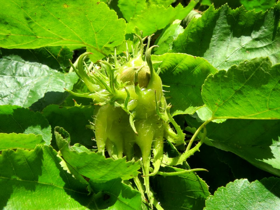 20130903Corylus_colurna