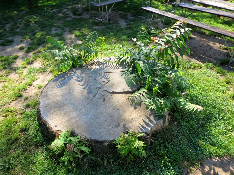 20130903Goetterbaum_Staden