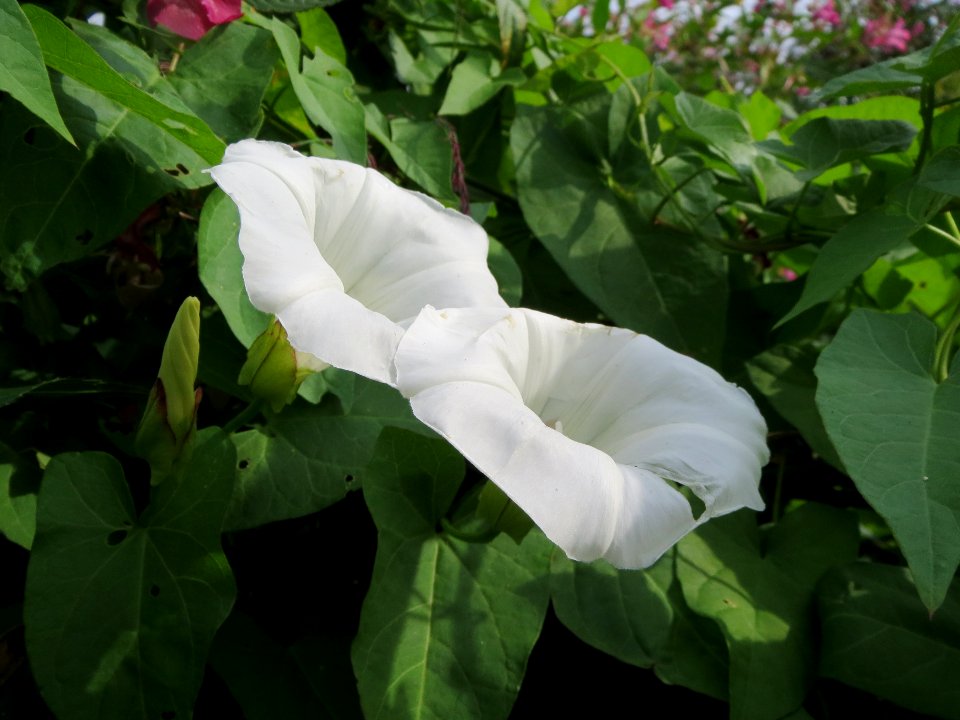 20130907Calystegia_sepium1