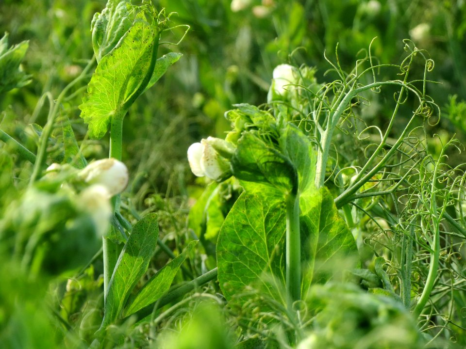 20130921Pisum_sativum_-_Feld6