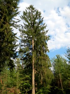 20130906Douglasie_Schwetzinger_Hardt4