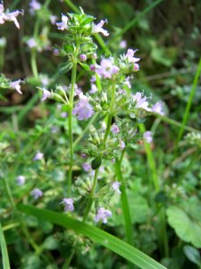 20130906Clinopodium_vulgare