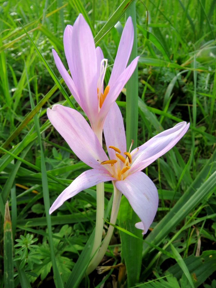 20131009Colchicum_autumnale2