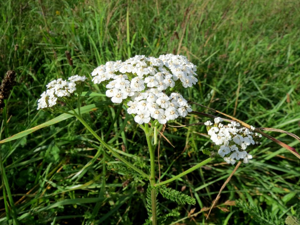 20131010Achillea_millefolium3