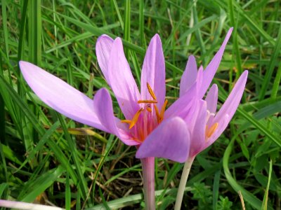 20131009Colchicum_autumnale4