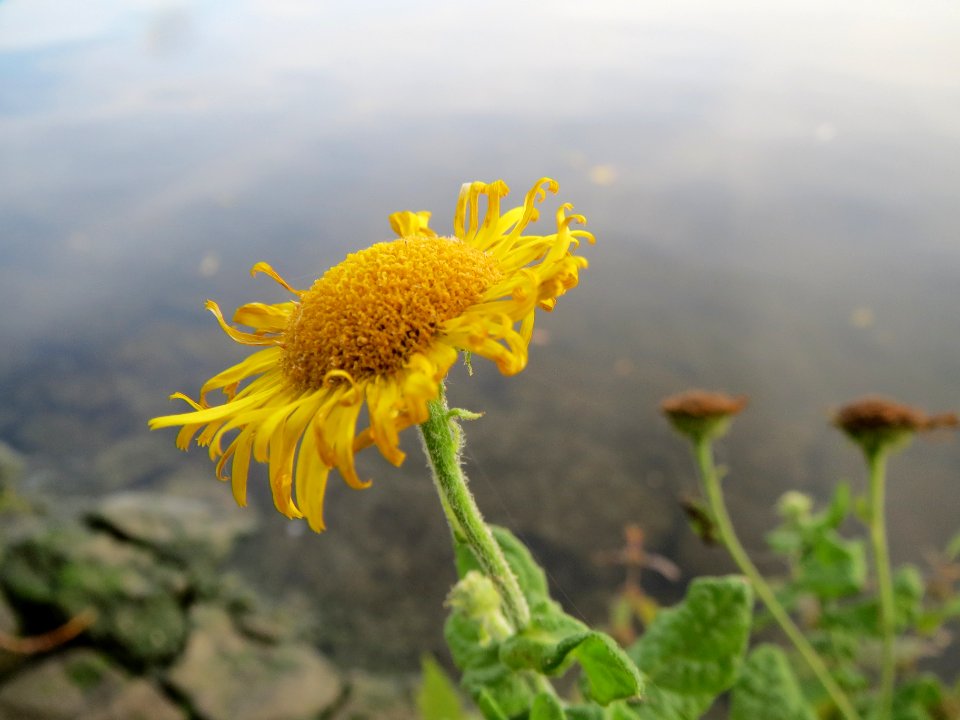 20131003Inula_britannica1