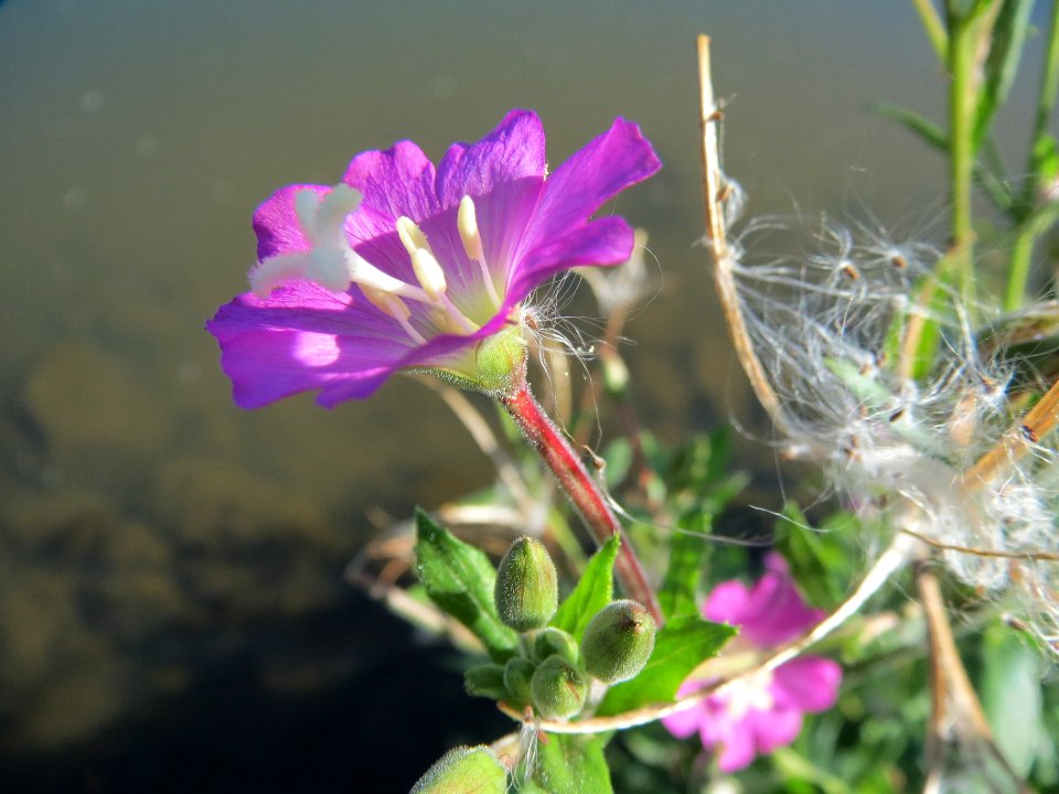 20130903Epilobium_hirsutum2