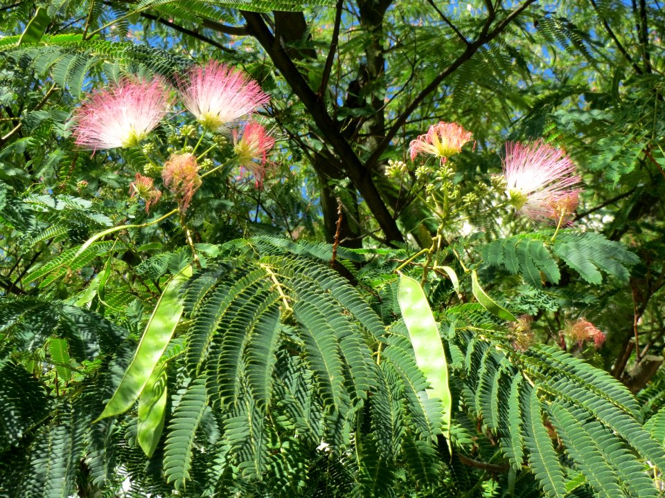 20130905Albizia_julibrissin2