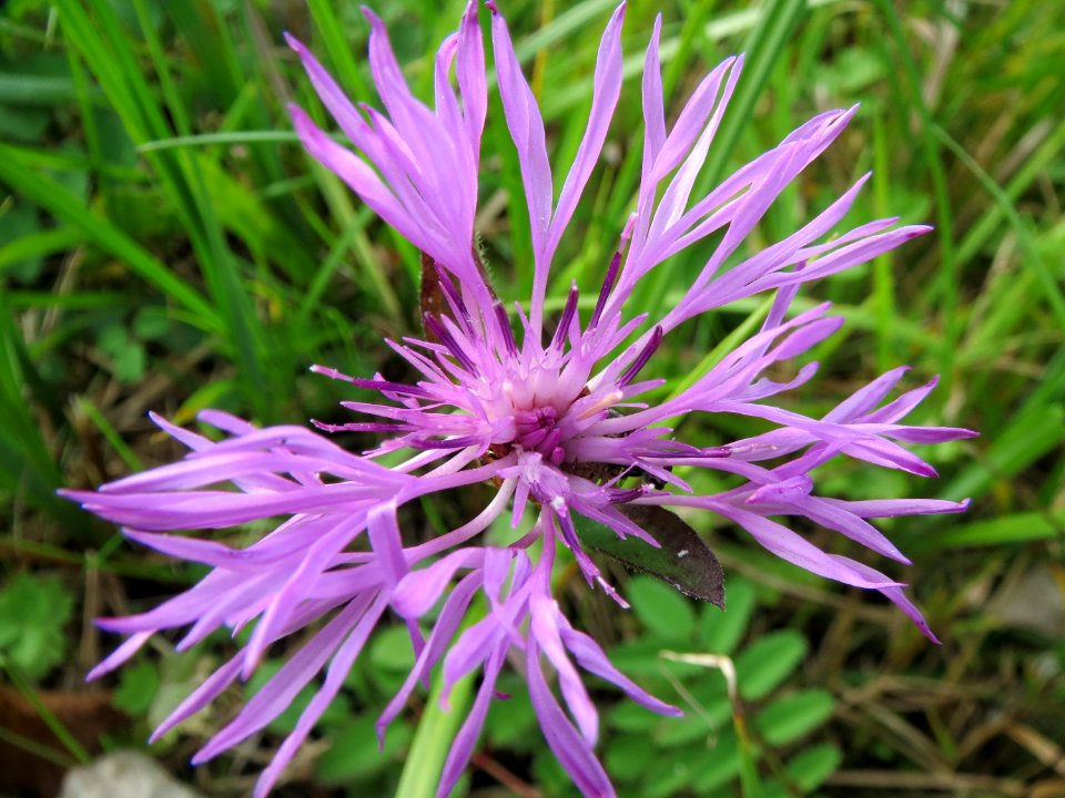 20131009Centaurea_jacea1