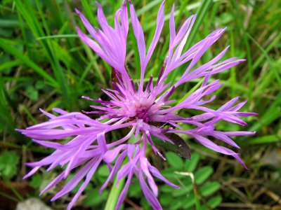 20131009Centaurea_jacea1