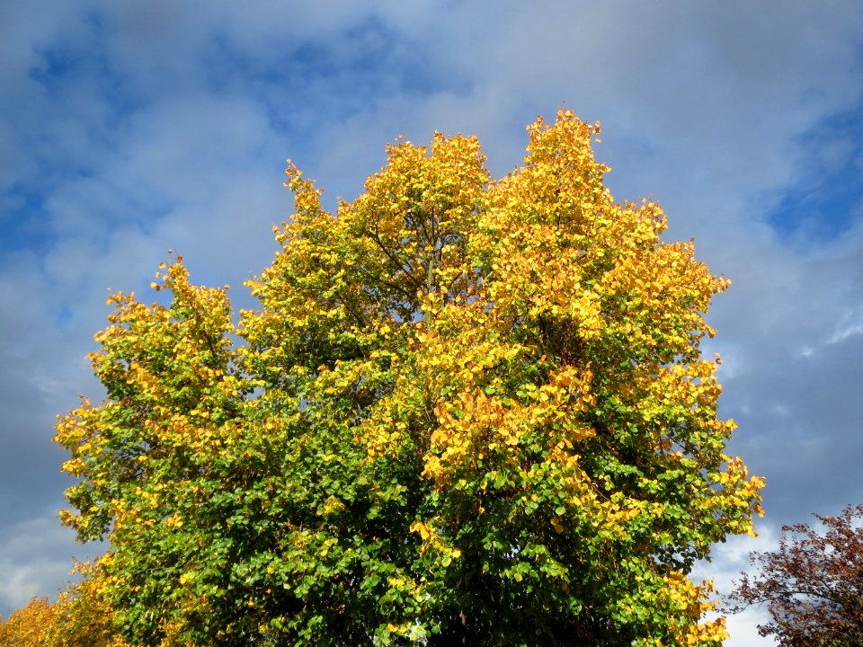 20131010Tilia_cordata4